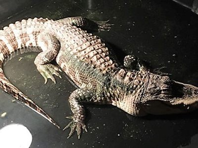 В Огайо в один из домов вызвали полицейских, чтобы убрать большого аллигатора