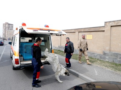 «Մի քանի նորություն՝ Երեւանում անապաստան շների խնդրի լուծման վերաբերյալ. կօգտագործվեն հատուկ հրացաններ». խոսնակ