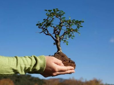 Belarusian official: We are ready to help Armenia plant 10 million trees