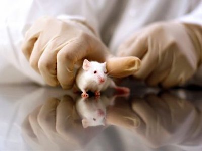 Science: В США усыпляют лабораторных мышей из-за нехватки научных сотрудников