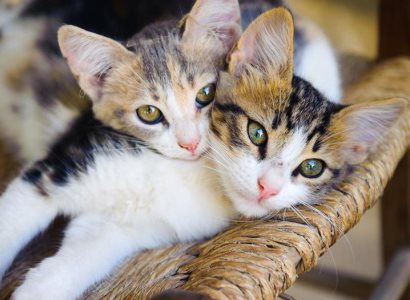 Ученые: Кошки мяукают для общения с человеком