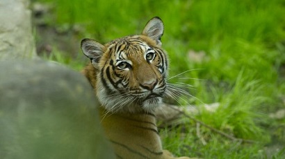 BBC News: Tiger at US Zoo tests positive for COVID-19