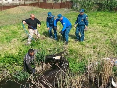 Իսակովի պողոտայում գտնվող ջրանցքում խոշոր եղջերավոր անասուն է ընկել (ֆոտո)