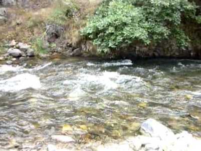 Փրկարարները դուրս են բերել Վարարակ գետն ընկած շանը