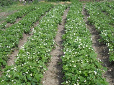 Քրեական գործեր՝ Դարբաս եւ Գուգարք համայնքներում հողամասերի ապօրինի ենթավարձակալության պայմանագրերի կնքման դեպքերով