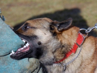 Woman dies in Armenia after being attacked by a shepherd dog