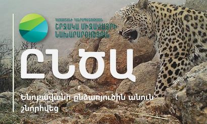 Ենոքավանում հայտնված կովկասյան ընձառյուծին շնորհվել է Ընծա անունը