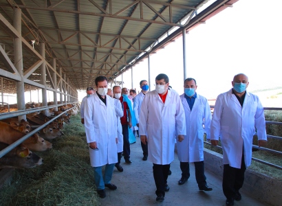 Provision of pedigree animals should be made more affordable: Artsakh president visits pedigree farms