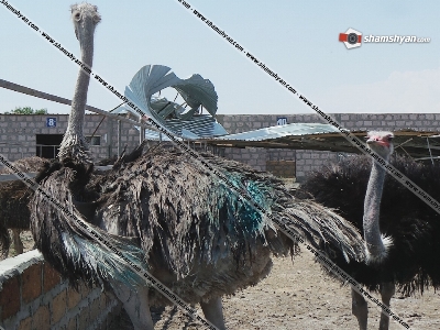 Tornado tears off roof of Armenia ostrich farm
