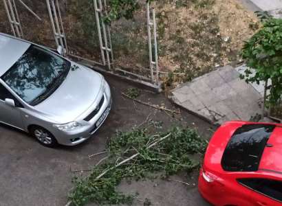 Сильный ветер в Ереване ломает ветки деревьев