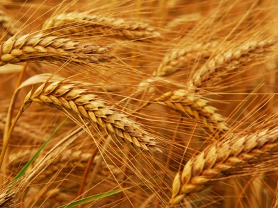 Armenia agriculturalist: This year we will have 100,000 tons of grain harvest at best