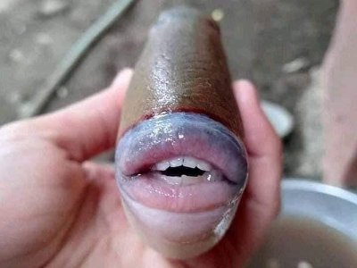 Сфотографирована рыба с человеческими губами и ртом