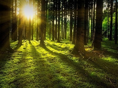 Мужчина, которого полиция считала мертвым, был найден живым в лесу, спустя 5 лет