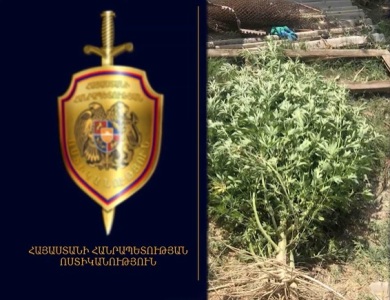 Մարմարաշեն գյուղի տներից մեկի հողամասում հայտնաբերել են մինչև 2,5 մետր բարձրությամբ 19 հատ մշակված կանեփի բույս