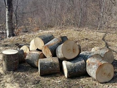 Մայիս-օգոստոս ամիսներին Երևանում հատվել է մոտ 200 ծառ. Pastinfo.am
