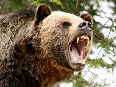 Գրիզլի արջը Ալյասկայում որսորդի է սպանել