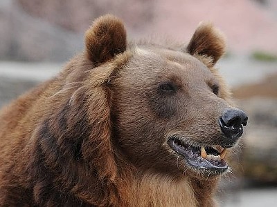 Жителю Коннектикута предъявлены обвинения в убийстве медведя в попытке защитить свою собаку