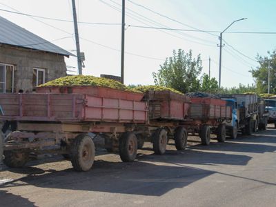 Տիգրան Խաչատրյանն Արարատի մարզում հետևել է խաղողի մթերման գործընթացին. Կան խնդիրներ