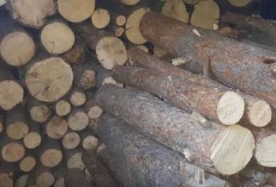 «Ժողովուրդ». Հայաստանից կարգելվի փայտանյութի արտահանումը. նոր նախագիծ