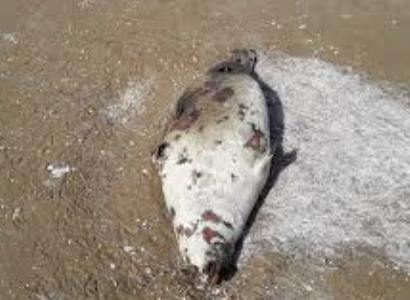 На берегу Каспийского моря обнаружили мертвых тюленей