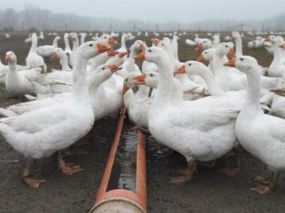 На юго-западе Франции подтвердили вспышку вируса H5N8 на утиной ферме