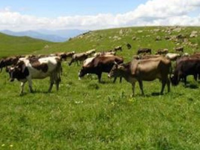 Մարտի 1-ից արգելվում է անասունների արածեցումը ուրիշի խոտհարքներում. Խնձորեսկի գյուղապետարանը դիմել է բնակիչներին