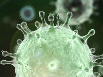 WHO: Animals likely source of COVID-19 origin