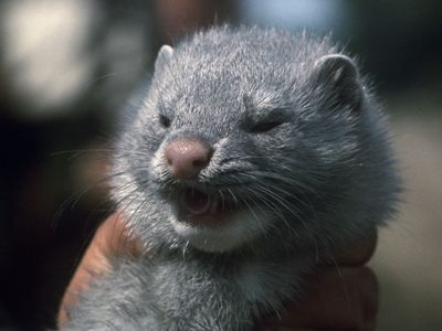Over 7,000 minks contract COVID-19 in Lithuania