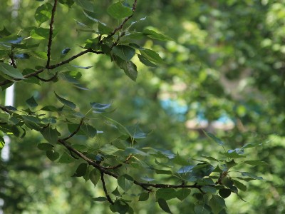 Եղանակը Հայաստանում