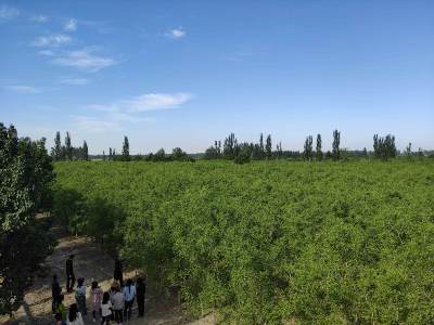 China Daily: Dispatch from Makit: Thriving in the desert