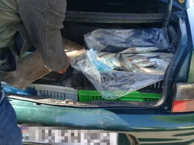 115 հատ սառեցված սիգ տեսակի մանրաձուկ է առգրավվել