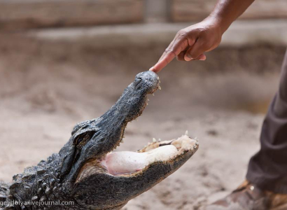 Florida man hits live alligator and tries to throw it onto building’s roof