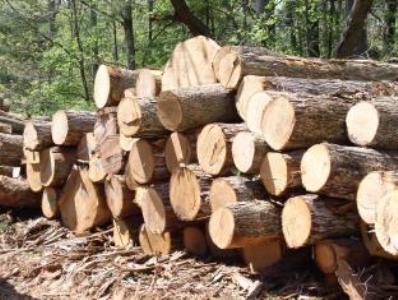 Սյունիքի մարզում ապօրինի անտառահատումներն ավելացել են. մարզի դատախազությունը միջոցների է դիմել