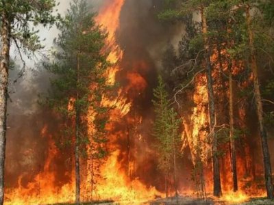 Власти Алжира будут наказывать виновных в лесных пожарах 30 годами тюремного заключения