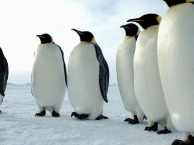 Մինչեւ 2100 թվականը կայսերական պինգվինների գաղութների 98%-ը կարող է անհետացման եզրին լինել