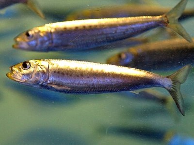 Сельдь и сардина вымрут в ближайшие годы из-за глобального потепления
