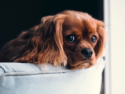 S.Korea plans to grant legal status to animals