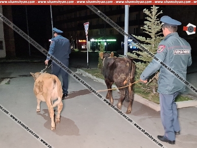 «Զազո» ցլիկին ու «Զուզու» հորթուկին գողացած եւ «06»-ով վթարի ենթարկված երիտասարդները մեքենան եւս գողացել էին