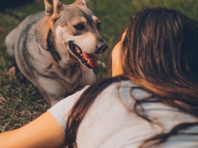 Ученые доказали, что собаки отличают случайные действия и преднамеренные