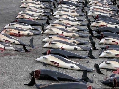 Turns out killing of about 1,500 dolphins in Faeroe Islands was pointless