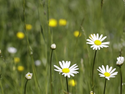 Британский ботанический сад стал мировым рекордсменом по числу растений