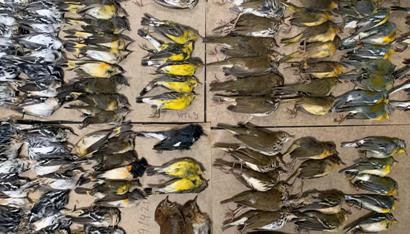 Birds dying en masse in New York