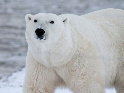 В США умер самый возрастной белый медведь в Северной Америке