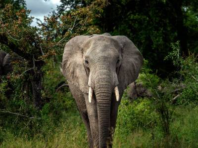 Elephant tramples poacher to death in South Africa's famed Kruger National  Park