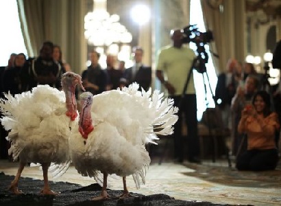 Celebrities ask Biden to give pardoned turkeys for Thanksgiving to animal rights activists