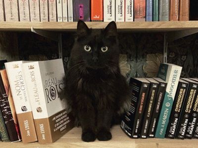 Во французском книжном «работают» коты из приюта
