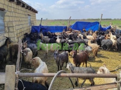 Рабовладелец из Азербайджана издевался над гражданкой России и ее детьми