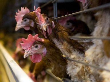 В Армении веден запрет на импорт курятины из Чехии и Польши