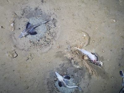 Ученые обнаружили крупную гнездовую колонию ледяной рыбы в южной части Антарктики