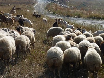 Azerbaijan not yet returned about 300 sheep of Armenia villager